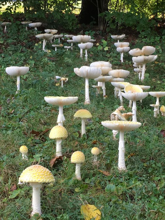 Book Club: Fantastic Fungi